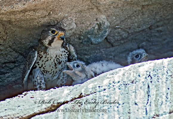 Falco mexicanus  PRAIRIE FALCON 109321+