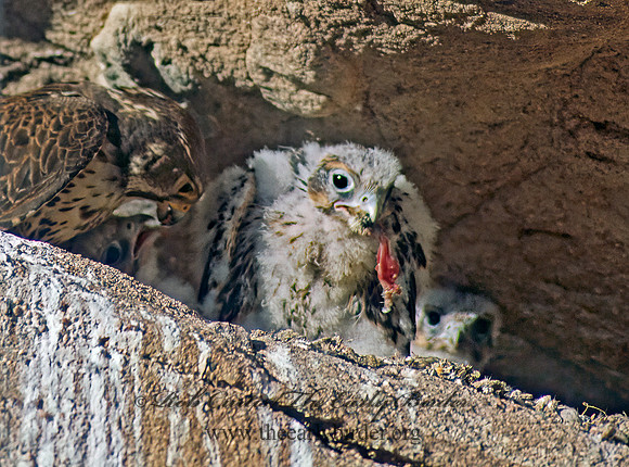 Falco mexicanus  PRAIRIE FALCON 107239+