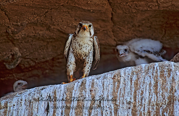 Falco mexicanus  PRAIRIE FALCON 108004+