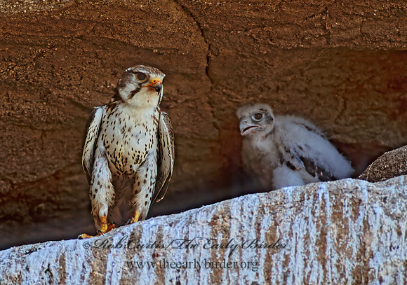 Falco mexicanus  PRAIRIE FALCON 108005+