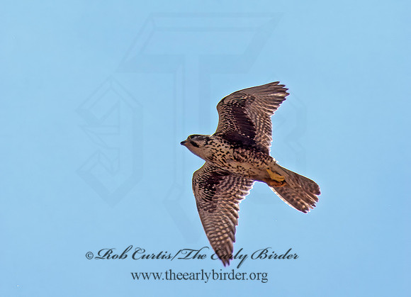 Falco mexicanus  PRAIRIE FALCON 107429+