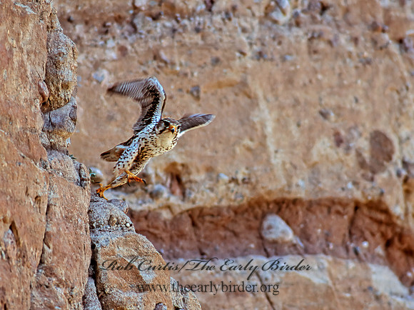 Falco mexicanus  PRAIRIE FALCON 108017+