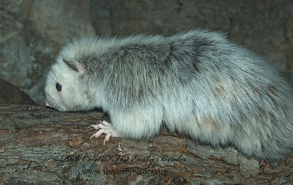 Phloeomys pallidus  SLENDER TAILED CLOUD RAT 5017294 z