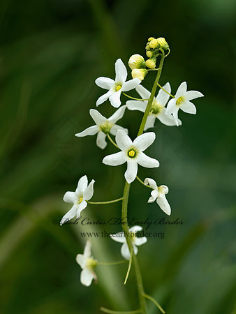 Marah fabacea  CALIFORNIA MANROOT 9059194z