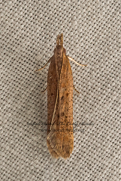 Dichomeris ligulella  PALMERWORM MOTH 9050376z