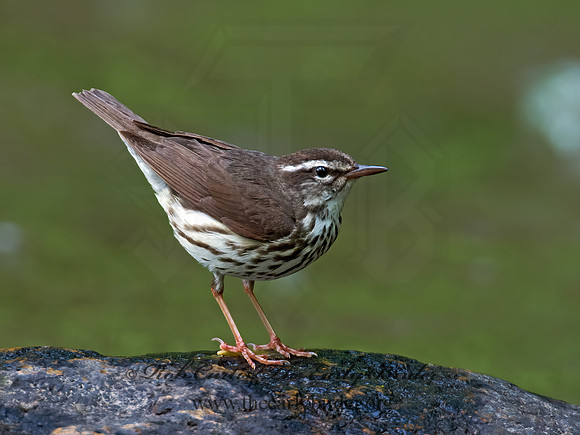 Parkesia motacilla  LOUISIANA WATERTHRUSH 9012330z