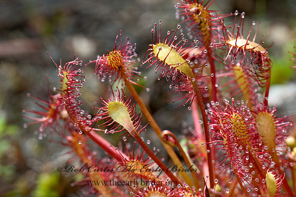 Drosera intermedia  SPATULATE-LEAVED SUNDEW 8034495z