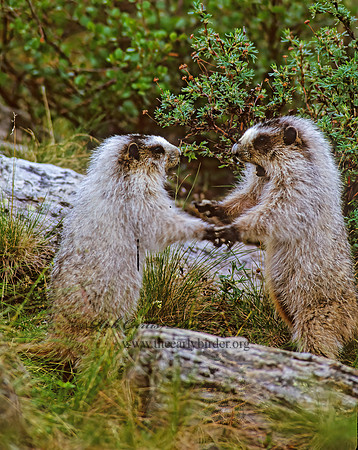 Marmota calligata  HOARY MARMOT 235021z