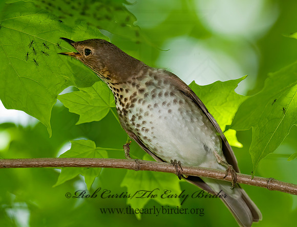 Catharus ustulatus  SWAINSON'S THRUSH 8022273z
