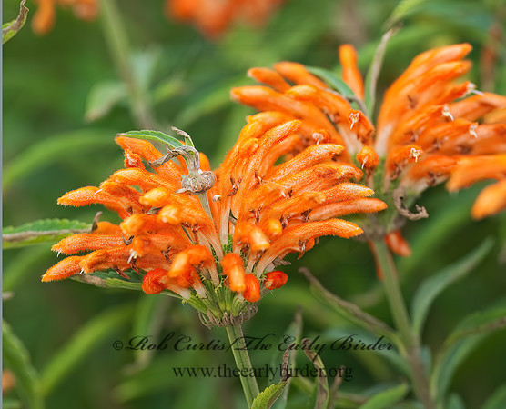 Leonotis leonurus  LION'S TAIL 7017619z