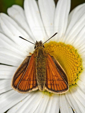 Thymelicus lineola  EUROPEAN SKIPPER 9032685z