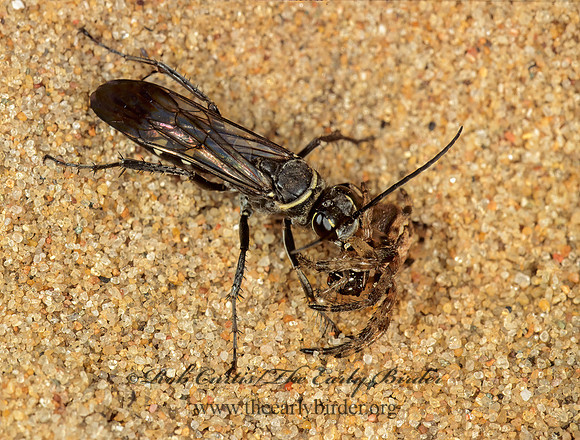 Episyron quinquenotatus  POMPILINI SPIDER WASP 1113127 z