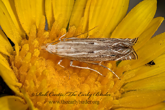 Isophrictis magnella  TWIRLER MOTH 3023426z