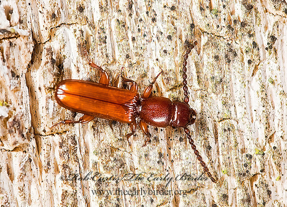 Catogenus rufus 8006464z