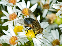 Archytas apicifer TACHINID FLY 5016076z