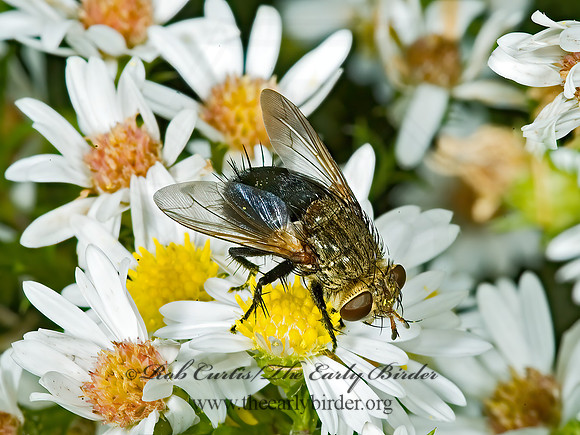 Archytas apicifer  TACHINID FLY 5016076z