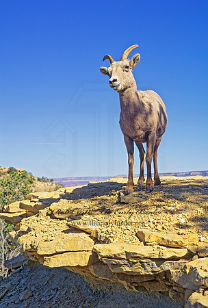 Ovis canadensis  BIGHORN SHEEP 121312z