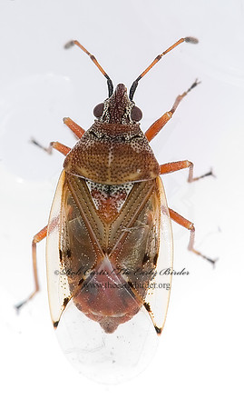 Kleidocerys resedae 6021878z