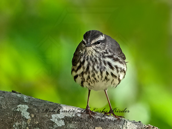 Parkesia noveboracensis  NORTHERN WATERTHRUSH 3029501z