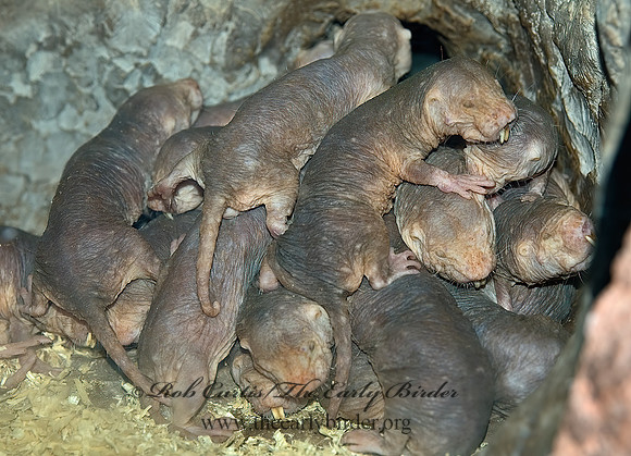 Heterocephalus glaber  NAKED MOLE RAT 5017281 z