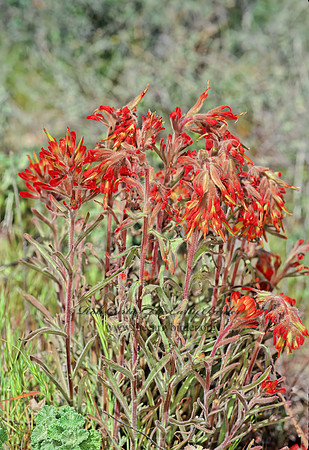 Castilleja chromosa  DESERT PAINTBRUSH 122435z