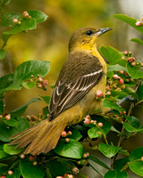 Icterus spurius  ORCHARD ORIOLE