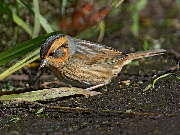 Ammospiza nelsoni  NELSON'S SPARROW 9004912z
