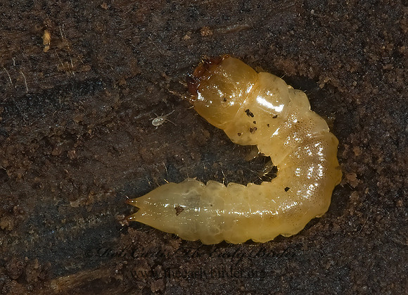 Synchroa punctata 5002731z