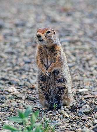 Urocitellus parryii  ARCTIC GROUND SQUIRREL 234404z