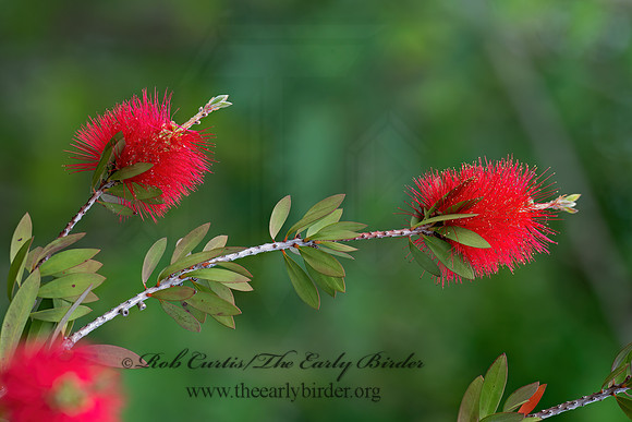 Melaleuca viminalis  WEEPING BOTTLEBRUSH 6039254z