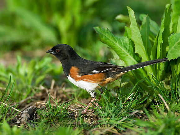 Pipilo erythrophthalmus  EASTERN TOWHEE 7016071z