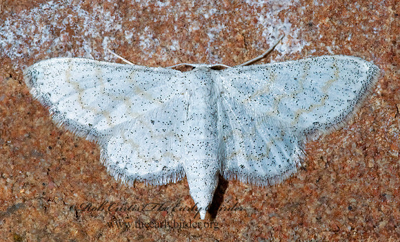 Lobocleta peralbata STERRHINAE GEOMETER 7005143z