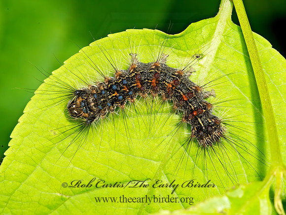Lymantria dispar  GYPSY MOTH 9031918z
