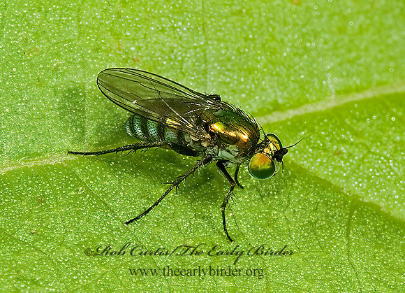 Dolichopus  LONGLEGGED FLY 5011839z