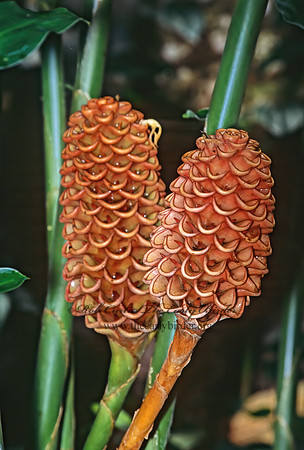 Zingiber spectabilis  BECHILINE GINGER 304432z