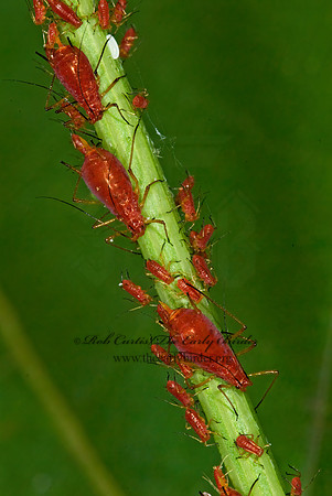 Uroleucon 6014159z