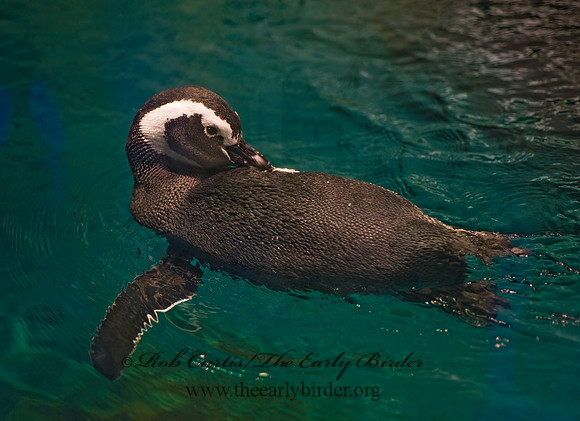 Spheniscus magellanicus  MAGELLANIC PENGUIN 8016042z