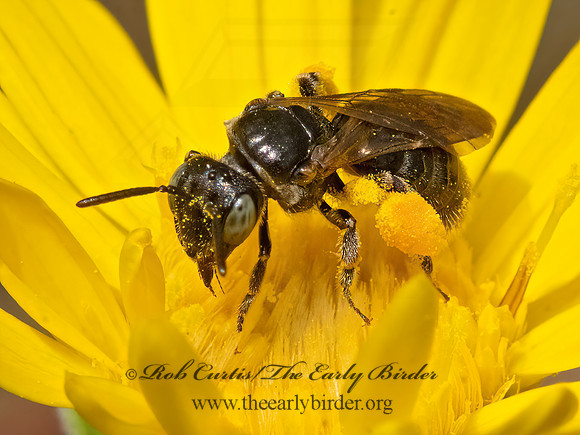 Protandrena MINING BEE 3026256z