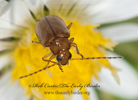 Metrioidea brunnea or convexa  LUPERINI LEAF BEETLE 3010334z