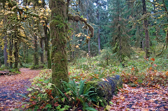 QUEETS CAMPGROUND    8019410z