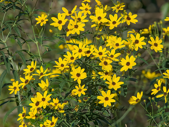 Coreopsis tripteris  TALL COREOPSIS 9040952z