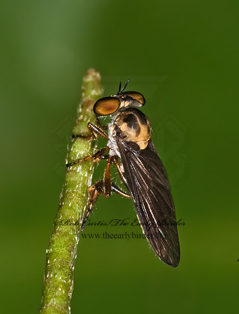 Holcocephala abdominalis  ROBBER FLY 6009953z