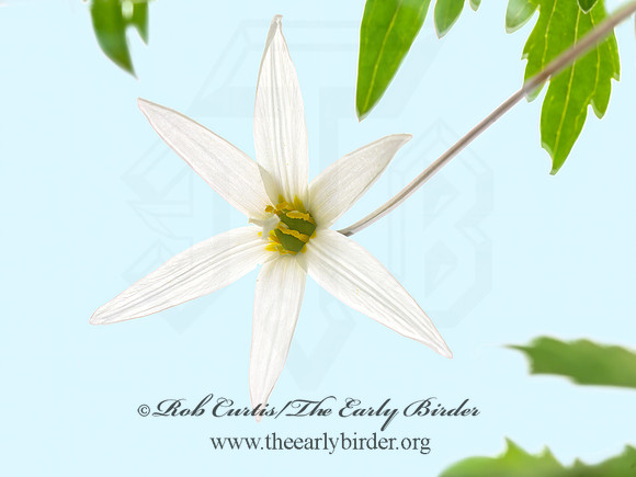 Erythronium americanum  TROUT LILY 3018732-z