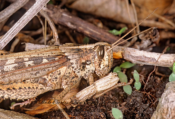 Schistocerca nitens BIRD GRASSHOPPER  198832z
