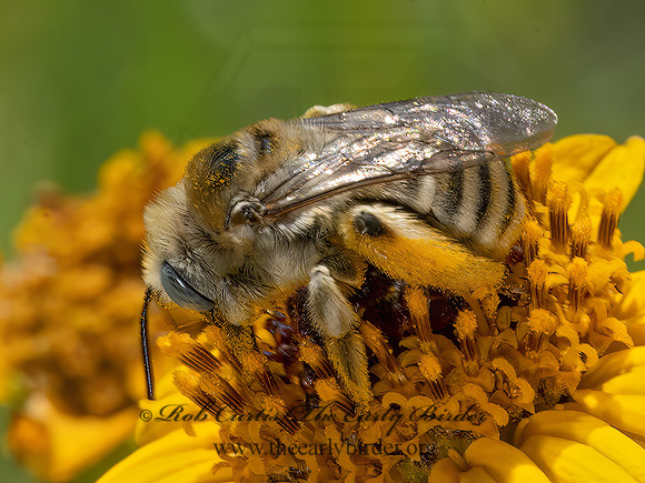 Melissodes  LONGHORN BEE 3038793z