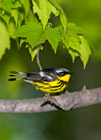 Setophaga magnolia MAGNOLIA WARBLER 8003568z