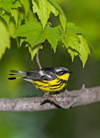 Setophaga magnolia  MAGNOLIA WARBLER 8003568z