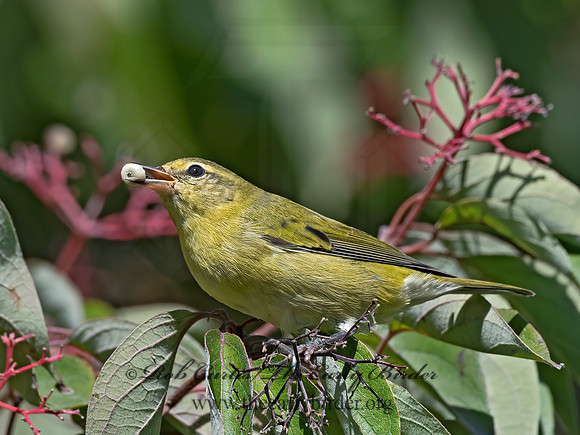 Leiothlypis peregrina  TENNESSEE WARBLER 3041909z