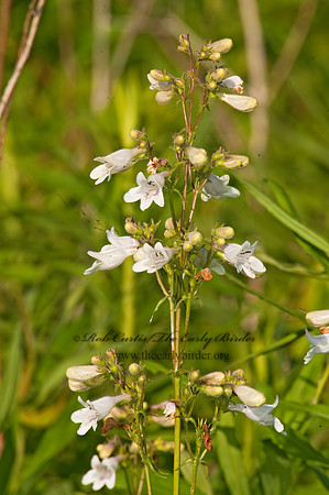 Penstemon digitalis  FOXGLOVE PENSTEMON 8025908z