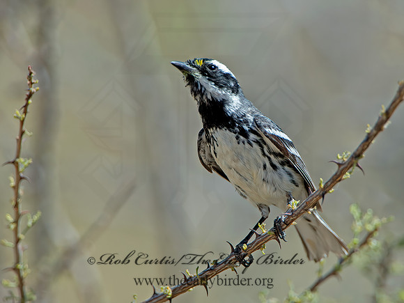 Setophaga nigrescens  BLACK-THROATED GRAY WARBLER 9056434z